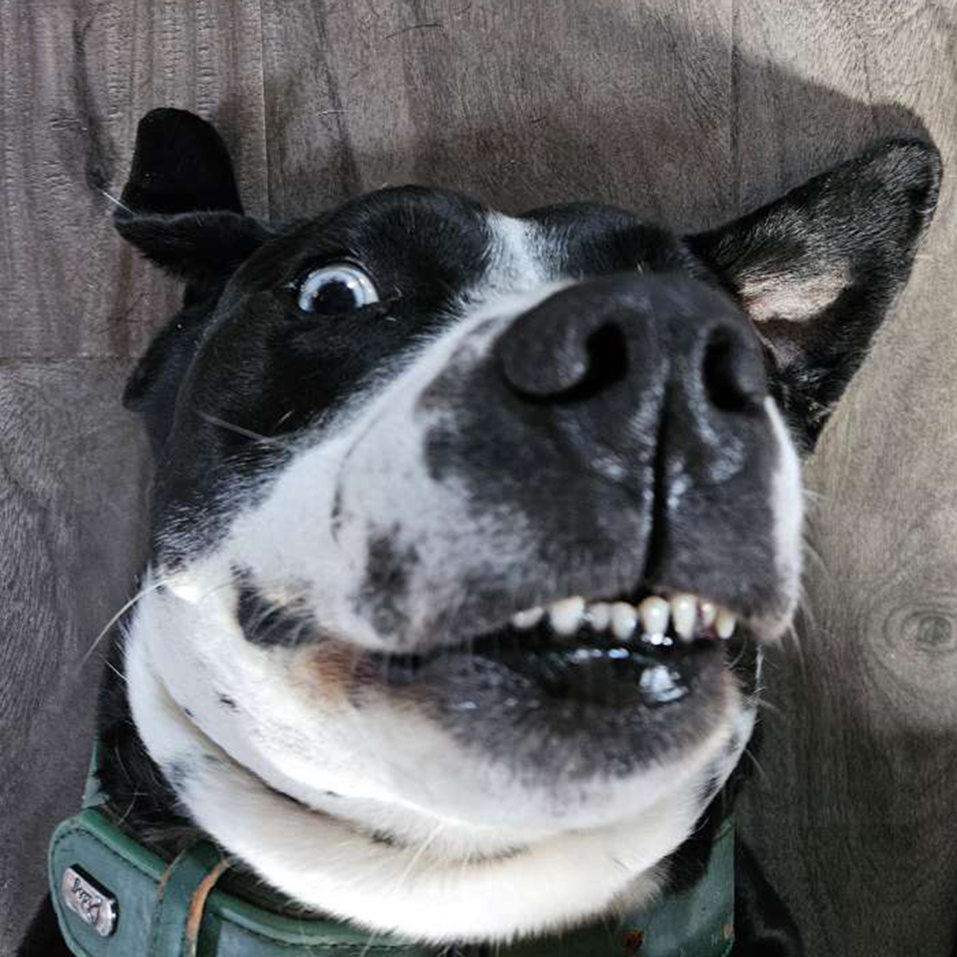 Domino! My dog!